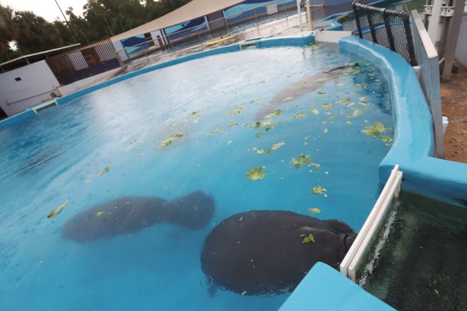 Manatees from Southwest Florida recover at SeaWorld  Orlando on Wednesday 8/29/2018. They came to the facility with the effects of red tide poisoning. They will eventually be released back to the wild.