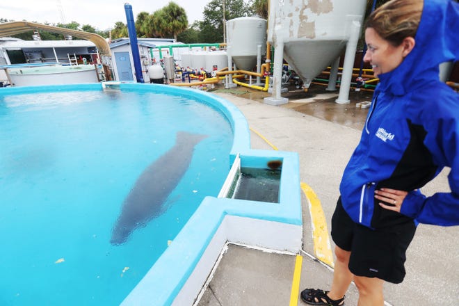 Dr. Lydia Staggs a SeaWorld veterinarian overlooks a holding area for recovering manatees. The manatees are from Southwest Florida and are recovering from the effects of red tide poisoning.