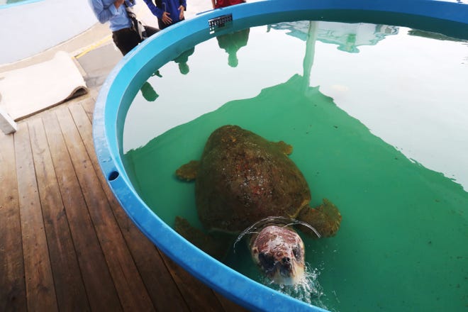 A large female loggerhead sea turtle recovers at SeaWorld  Orlando on Wednesday 8/30/2018. It was a transfer from the Clinic for the Rehabilitation of Wildlife on Sanibel. It is being treated from the effects of red tide poisoning. It will be eventually released in an area not affected by red tide.