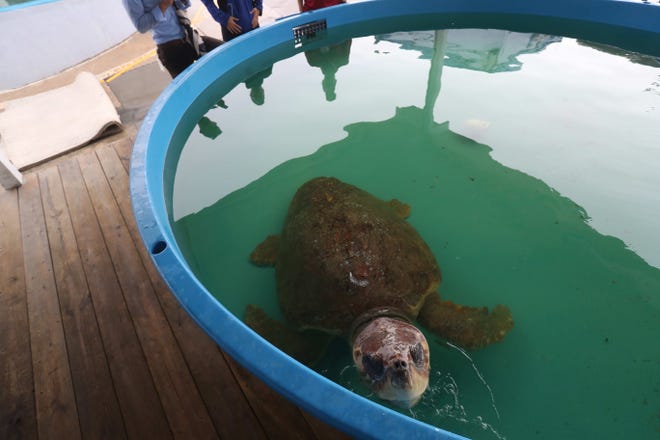 Manatees and a large female loggerhead sea turtle affected by the red tide outbreak in Southwest Florida are rehabilitating at SeaWorld Orlando. They will be released when they are fully recovered and the red tide has cleared.