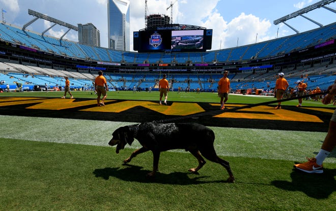 Smokey walks along the sideline during pre-game activities before the game against the West Virginia Mountaineers in the Belk College Kickoff game in Charlotte, NC Saturday, September 1, 2018.