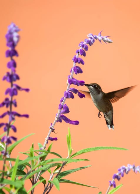 Santa Barbara dwarf Mexican bush sage attracts hummingbirds and butterflies.