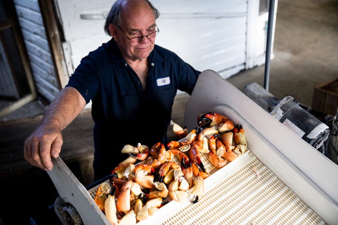 Dock master Bill Winans watches as a batch of stone crab claws drop off the conveyor into a bin during stone crab season 2018 at Kelly's Fish House. The coronavirus pandemic cut the 2019-20 stone crab season short, and new regulations have the industry worried about further economic harm.