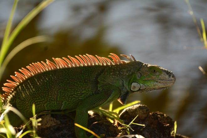 A green iguana basks in the late afternoon sun at Marco Lake. The City of Marco Island hosted a presentation on invasive iguanas conducted by the Florida Fish and Wildlife Conservation Commission on Wednesday evening in the Biles Community Room.
