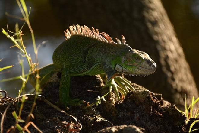 A green iguana basks in the late afternoon sun at Marco Lake. The City of Marco Island hosted a presentation on invasive iguanas conducted by the Florida Fish and Wildlife Conservation Commission on Wednesday evening in the Biles Community Room.