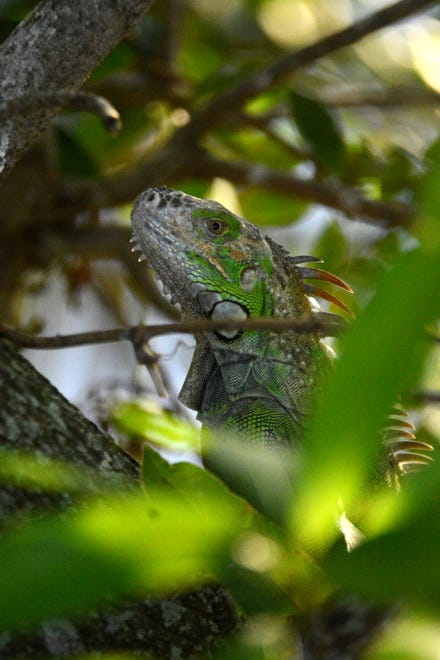 A green iguana perches in a tree at Marco Lake. The City of Marco Island hosted a presentation on invasive iguanas conducted by the Florida Fish and Wildlife Conservation Commission on Wednesday evening in the Biles Community Room.