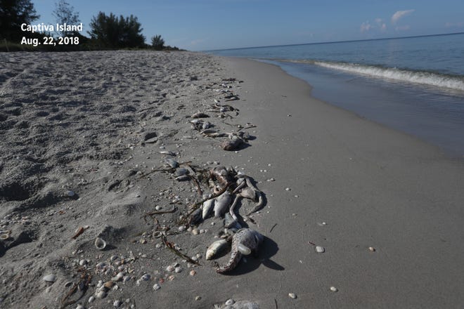Before: A fish kill was documented at the last public beach access on Captiva Island before the  South Seas Resort on Aug. 22, 2018.