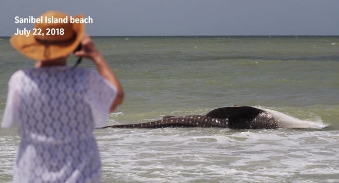 Before: A dead whale shark washed up on this Sanibel beach on July 22, 2018. Biologists at the Florida Wildlife Research Institute in St. Petersburg examined various tissue samples from the shark and found that all contained Karenia brevis, or red tide.