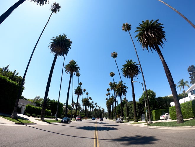 Huge palm trees in Beverly Hills.