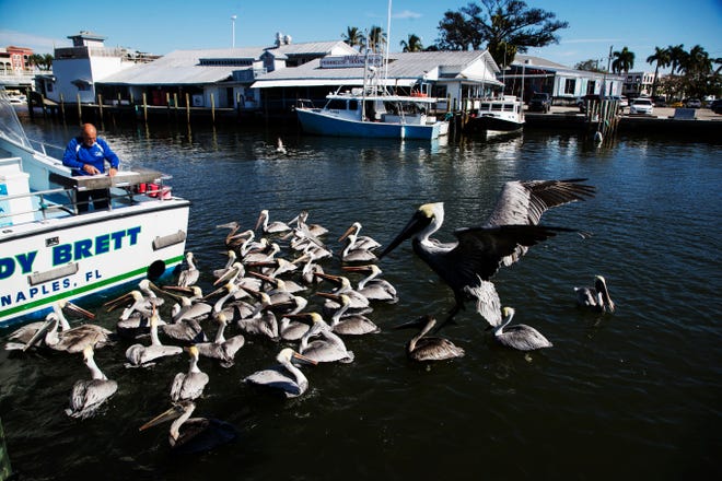 Brown pelicans beg in Naples Bay at Tin City in Naples on Wednesday 1/16/2018. The Naples City Council awarded a contract to Quality Enterprises, Inc., to construct improvements for the Naples Bay Restoration and Water Quality Improvement Project.