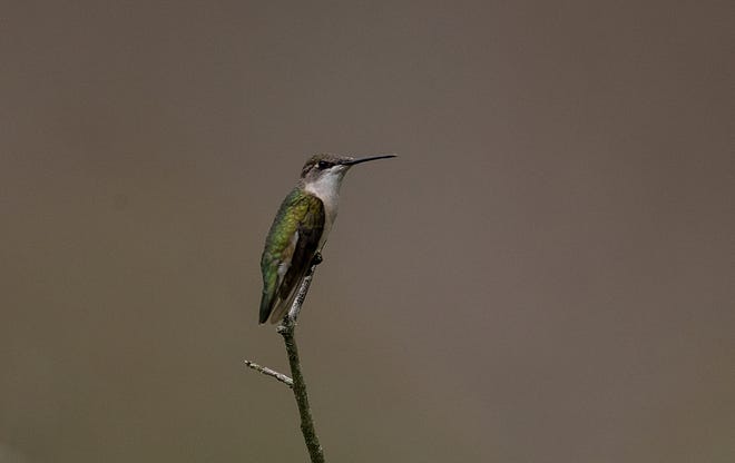 A ruby throated hummingbird perches near feeders at Corkscrew Swamp Sanctuary.