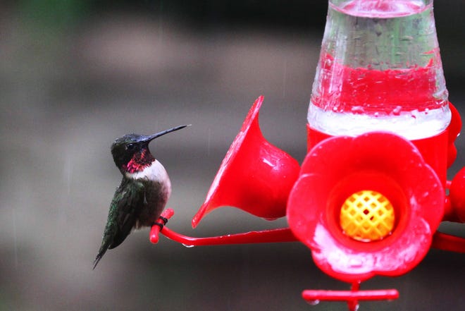 Avoid red dye in hummingbird nectar.