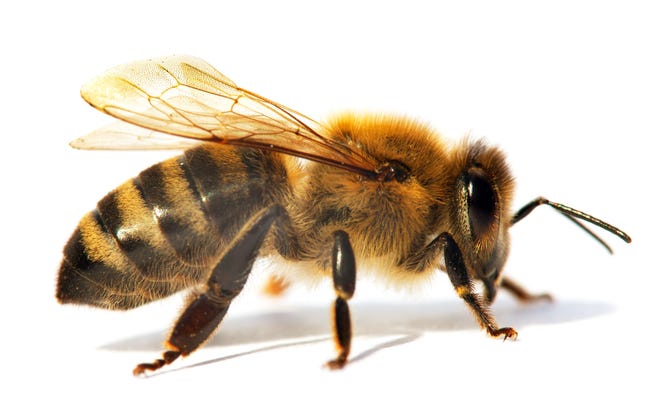 This is a single bee. Now fit four of them in your eye.