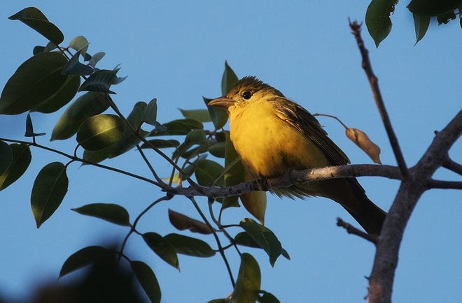 A  female summer tanager  perches in a tree at the Sanibel Lighthouse on Sanibel Island on Saturday, April 20  2019. It is spring migration for birds as they make their way north. They are coming from Central America where they make their way across the Gulf of Mexico.