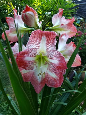 Anita Sotnick shows off the multi-bloom amaryllis growing in her yard in Port St. Lucie.