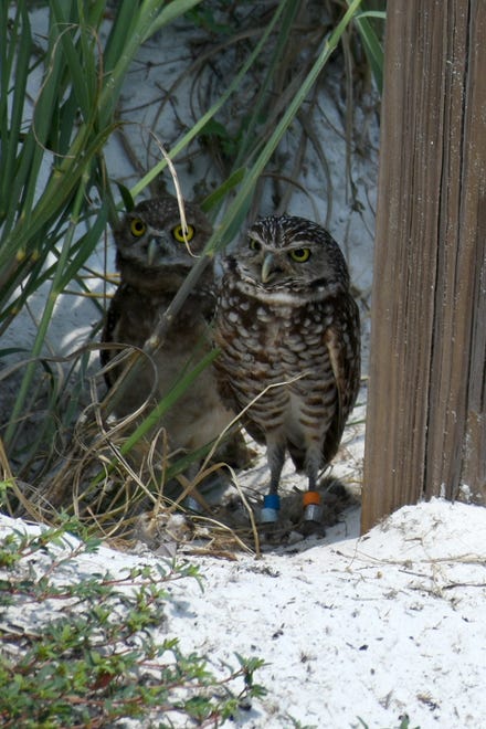 A family of burrowing owls make their nest at the edge of Residents' Beach. Marco Island's Fourth of July was a day at the beach, with activities, splashing and thousands thronging the shore for Uncle Sam's Sand Jam.
