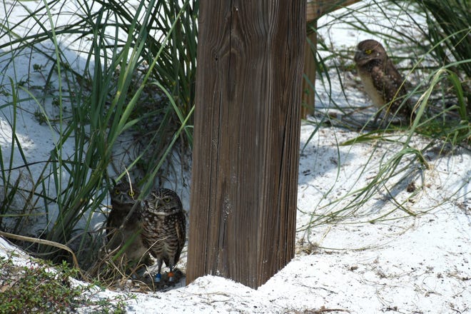 A family of burrowing owls make their nest at the edge of Residents' Beach. Marco Island's Fourth of July was a day at the beach, with activities, splashing and thousands thronging the shore for Uncle Sam's Sand Jam.