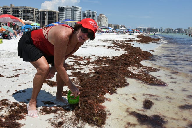 Mary Pat Palumbo thought the brown seagrass should have been removed from the waterline. Marco Island's Fourth of July was a day at the beach, with activities, splashing and thousands thronging the shore for Uncle Sam's Sand Jam.