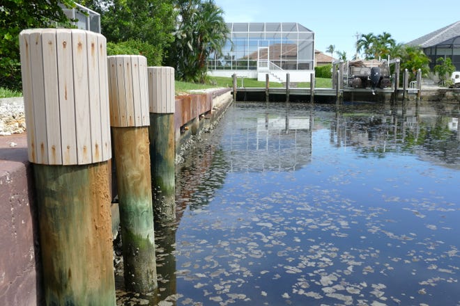 Non-toxic algae floats on the Marco Island canal between N. Barfield Dr. and Juniper Ct. on Aug. 7, 2019.