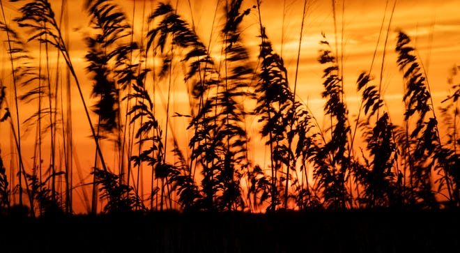 Sea oats are silhouetted during a sunset at Bowdich Point on Fort Myers Beach during the summer of 2019.