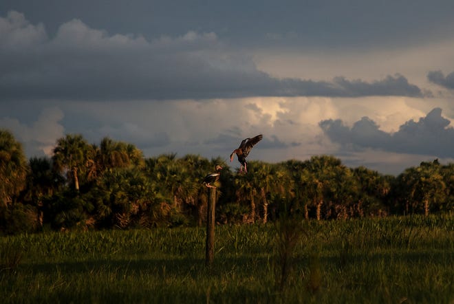 Black bellied whistling ducks roost on fence posts on a marsh at Corkscrew Regional Ecosystem Wetlands on Friday, August ,23, evening. They were formally known as tree ducks because they can nest or perch in trees.