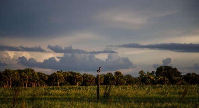 Black bellied whistling ducks roost on fence posts on a marsh at Corkscrew Regional Ecosystem Wetlands on Friday, August ,23, evening. They were formally known as tree ducks because they can nest or perch in trees.
