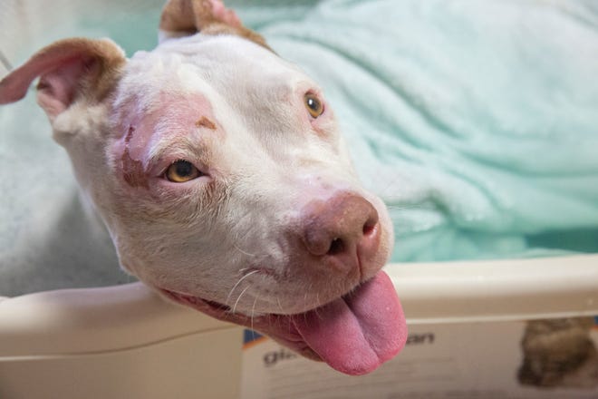 Gabriel pants during his soaks at Advanced Veterinary on Wednesday, Aug. 28, 2019, in Bonita Springs. Gabriel is a pit bull mix rescued by Love is Fur Ever, a Southwest Florida dog rescue nonprofit, on Aug. 21. He was found with severe burns on his skin, fractured legs and broken hips. He has been diagnosed with pneumonia, kennel cough and hemolytic anemia.