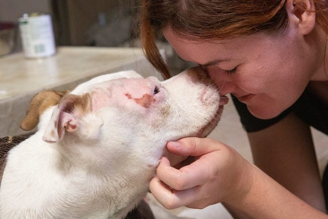 Gabriel kisses Jasmine Hayman at Advanced Veterinary on Wednesday, Aug. 28, 2019, in Bonita Springs. 

Gabriel is a pit bull mix rescued by Love is Fur Ever, a Southwest Florida dog rescue nonprofit, on Aug. 21. He was found with severe burns on his skin, fractured legs and broken hips. He has been diagnosed with pneumonia, kennel cough and hemolytic anemia.