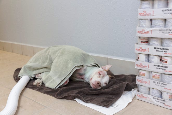 Gabriel takes a rest after his soaks at Advanced Veterinary on Wednesday, Aug. 28, 2019, in Bonita Springs.

Gabriel is a pit bull mix rescued by Love is Fur Ever, a Southwest Florida dog rescue nonprofit, on Aug. 21. He was found with severe burns on his skin, fractured legs and broken hips. He has been diagnosed with pneumonia, kennel cough and hemolytic anemia.