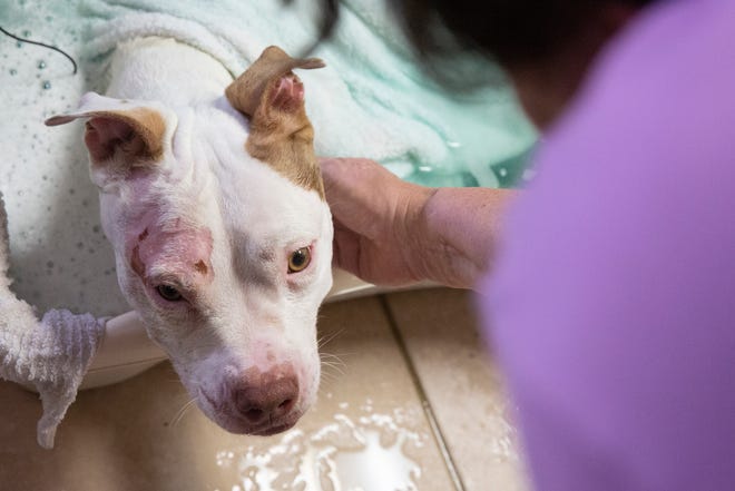 Gabriel is soaked to clean his wounds at Advanced Veterinary on Wednesday, Aug. 28, 2019, in Bonita Springs.

Gabriel is a pit bull mix rescued by Love is Fur Ever, a Southwest Florida dog rescue nonprofit, on Aug. 21. He was found with severe burns on his skin, fractured legs and broken hips. He has been diagnosed with pneumonia, kennel cough and hemolytic anemia.