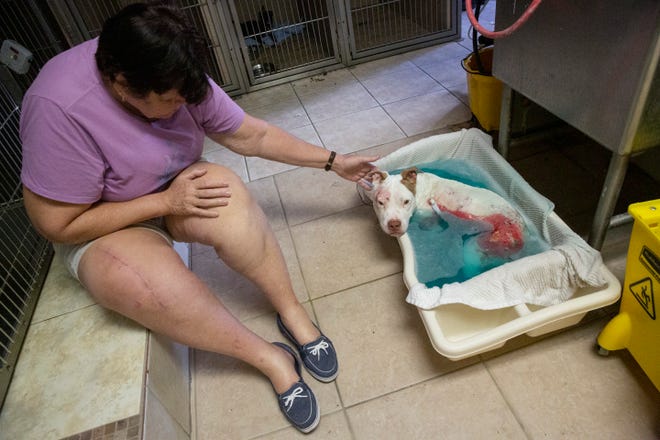 Jeanne Von Ohlsen, a volunteer, takes care of Gabriel during his soaks at Advanced Veterinary on Wednesday, Aug. 28, 2019, in Bonita Springs. 

Gabriel is a pit bull mix rescued by Love is Fur Ever, a Southwest Florida dog rescue nonprofit, on Aug. 21. He was found with severe burns on his skin, fractured legs and broken hips. He has been diagnosed with pneumonia, kennel cough and hemolytic anemia.