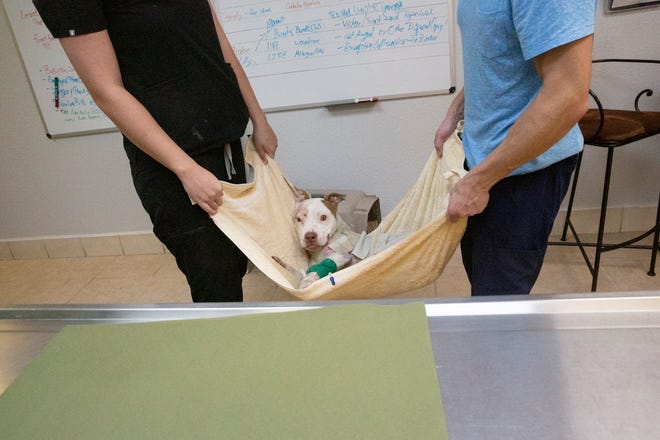 The staff at Advanced Veterinary wraps Gabriel's wounds to prevent infection on Wednesday, Aug. 28, 2019, in Bonita Springs.

Gabriel is a pit bull mix rescued by Love is Fur Ever, a Southwest Florida dog rescue nonprofit, on Aug. 21. He was found with severe burns on his skin, fractured legs and broken hips. He has been diagnosed with pneumonia, kennel cough and hemolytic anemia.