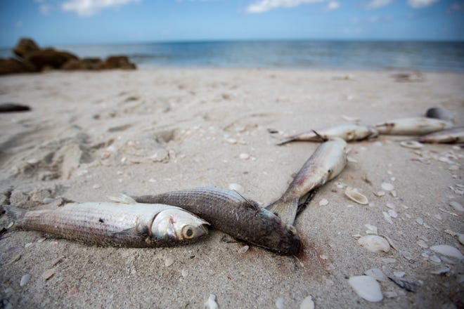 Hundreds of dead fish line Seagate Beach as red tide season looms on Tuesday, Oct. 1, 2019, in Naples. Collier County officials received reports of fish kills Monday.