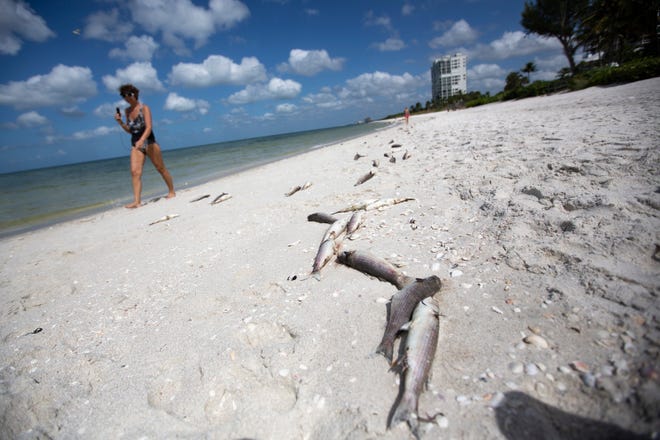 Kathie Dee walks past dead fish at Seagate Beach on Tuesday, Oct. 1, 2019, in Naples. Collier County officials received reports of fish kills Monday as red tide season looms.