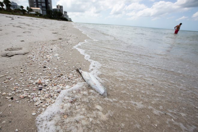 A dead fish washes up on Seagate Beach as red tide season looms on Tuesday, Oct. 1, 2019, in Naples. Collier County officials received reports of fish kills Monday.
