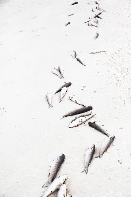 Hundreds of dead fish line the Seagate Beach as red tide season looms on Tuesday, Oct. 1, 2019, in Naples. Collier County officials received reports of fish kills Monday.