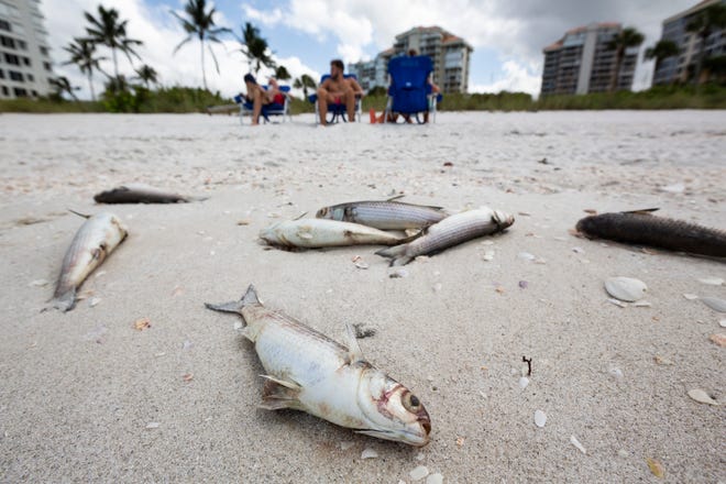 From left to right, Charles Steve, Ryan Stephens, and Jana Stephens, sit on Seagate Beach as hundreds of dead fish line the sand on Tuesday, Oct. 1, 2019, in Naples. Collier County officials received reports of fish kills Monday as red tide season looms.