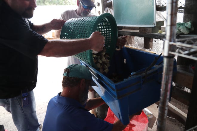 Stone crab claws are dumped into bags to be weighed and cooked at Island Crab Company on Thursday, October 17, 2019.