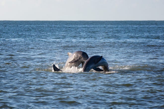 Three dolphins jump out of the water as they play together near Marco Island Oct. 28, 2019. Pod of more than 30 dolphins were spoted Monday morning near by.