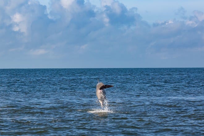 A pod of more than 30 dolphins were spotted Monday morning as they play together near Marco Island, an unusual sight according to Ron Michaels, a local tour boat captain.