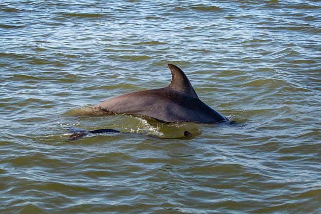 A pod of more than 30 dolphins were spotted Monday morning as they play together near Marco Island, an unusual sight according to Ron Michaels, a local tour boat captain.