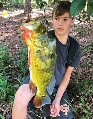 Trey Hill, 13, of Naples got this colorful peacock bass on white crappie jig in East Naples.