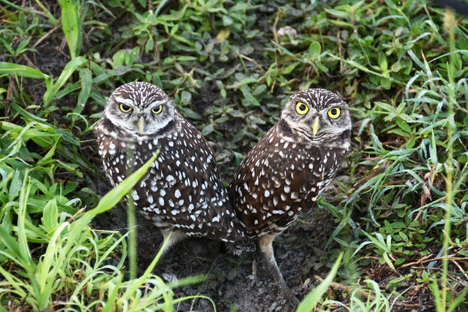 Burrowing owls let people get close, but keep an eye on them. Marco Island has a thriving burrowing owl population, and a dedicated cadre of volunteers who work to keep them safe.