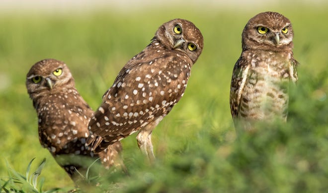 Burrowing owls check out the photographer. Marco Island has a thriving burrowing owl population, and a dedicated cadre of volunteers who work to keep them safe.