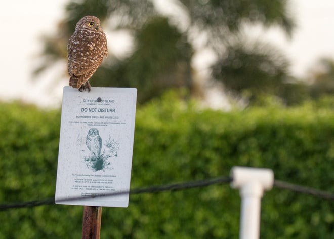 Leave me alone - an owl takes advantage of a "do not disturb" sign. Marco Island has a thriving burrowing owl population, and a dedicated cadre of volunteers who work to keep them safe.