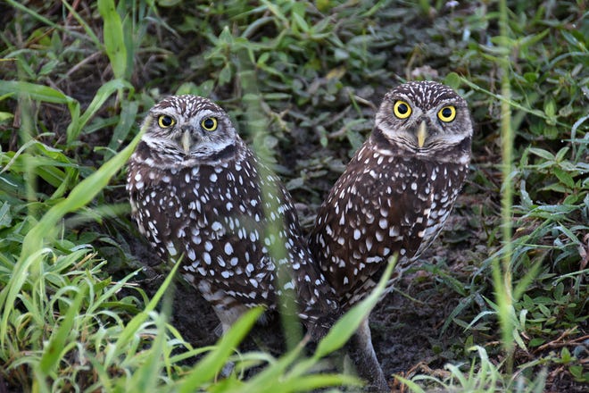 Burrowing owls let people get close, but keep an eye on them. Marco Island has a thriving burrowing owl population, and a dedicated cadre of volunteers who work to keep them safe.