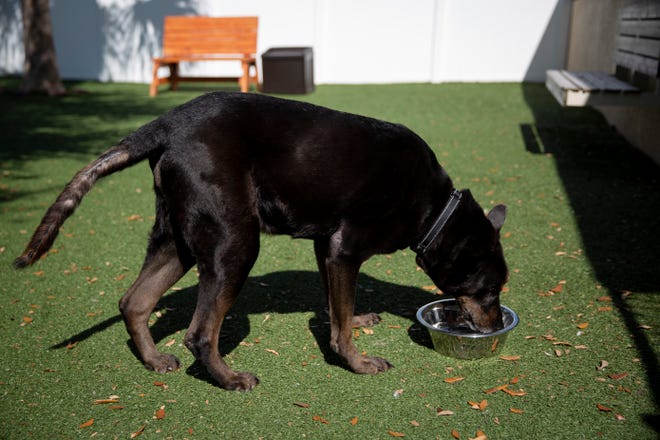 Bacchus, a 10-year-old male, drinks water at Humane Society Naples on Thursday, November 7, 2019.