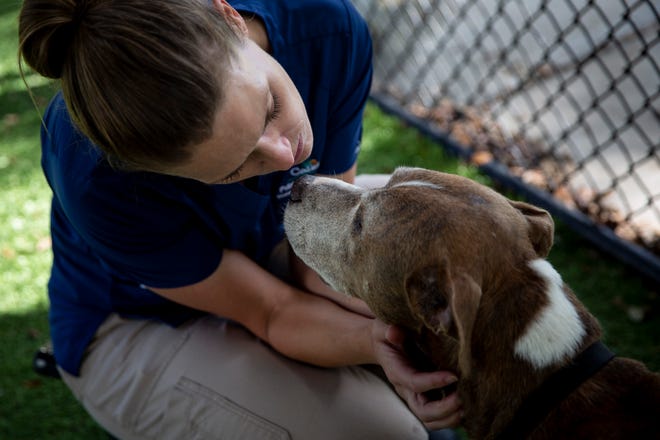 Animal Services Program Coordinator Danielle Somerville pets Four, a 10-year-old male, at Collier County Domestic Animal Services in Naples on Thursday, October 31, 2019.