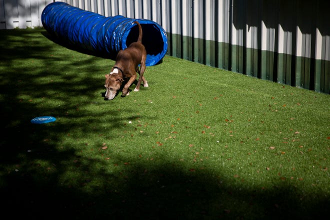 Four, a 10-year-old male, sniffs the ground in a play area at Collier County Domestic Animal Services in Naples on Thursday, October 31, 2019.