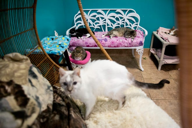 Cats lounge on furniture at Naples Cat Alliance on Thursday, November 7, 2019.